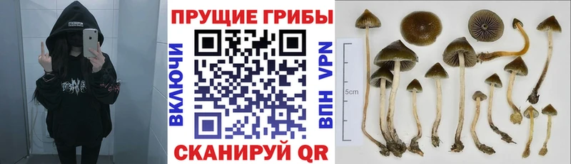 Псилоцибиновые грибы Psilocybe  Малоярославец 